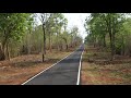 Tiger Cub crossing the road Tadoba May 2018