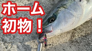 【○cm初物釣れました！】ホームの朝焼け釣りで巨大サワラ&メジロも釣れる！今釣れる釣り方を公開します【ショアジギング】