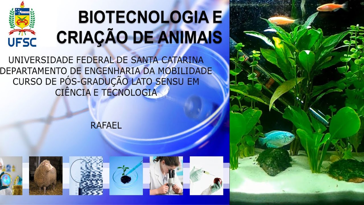 Paulistinha Rosa – Biotecnologia e Criação de Animais – UFSC