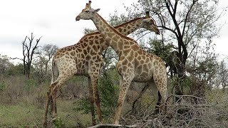 Giraffes Bulls Learning How To Fight