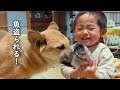魚を持ち去って幼児をからかう元野犬の子犬　その様子を終始立ち尽くして冷ややかに見つめる元猟犬