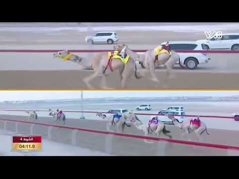 ش4 الشبابي ل سعيد راشد سعيد الرميثي تأهيل الوثبة الأسبوع الأول 3 9 2023 جذاع قعدان مهجنات 6 11 6