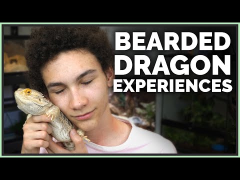 why-i-refused-to-get-a-bearded-dragon