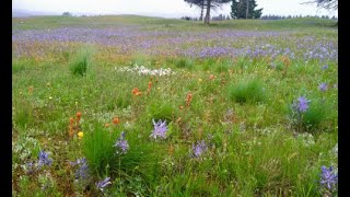 Restoration from the ground up: Incorporating soil knowledge into native plant restoration efforts