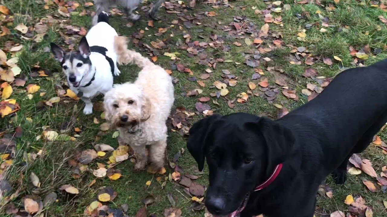 Dog days of Coventry