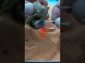 CAÑAILLAS HERvIDAS...MARAVILLA PARA EL PALADAR