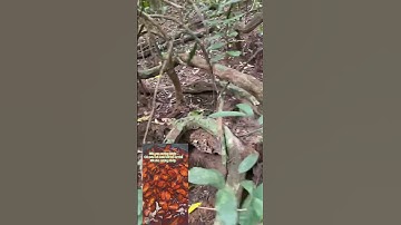 Công dụng cây cỏ máu huyết rồng #nhathuoc #cuocsong #sứckhỏe #thảodược