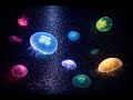 Sleep & Relaxation｜Seven-Color Jellyfish in a Dark Tank｜Underwater Sounds & Healing Music｜4K