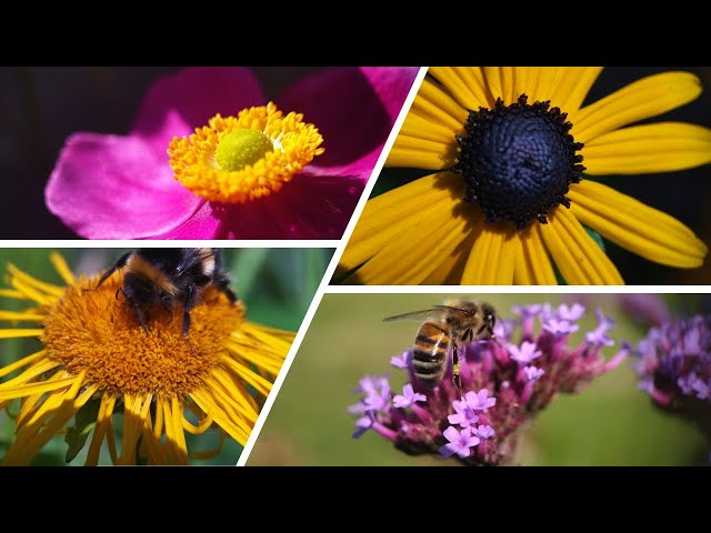 Objectif Macro Gros Plan 52mm – Verre Optique Achromatique Pour Fleurs, Insectes, Bijoux – Pose Directe Sans Bague