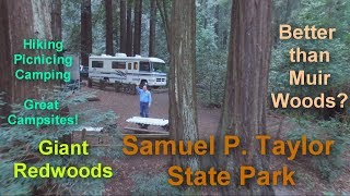 Better than Muir Woods? Samuel P Taylor State Park