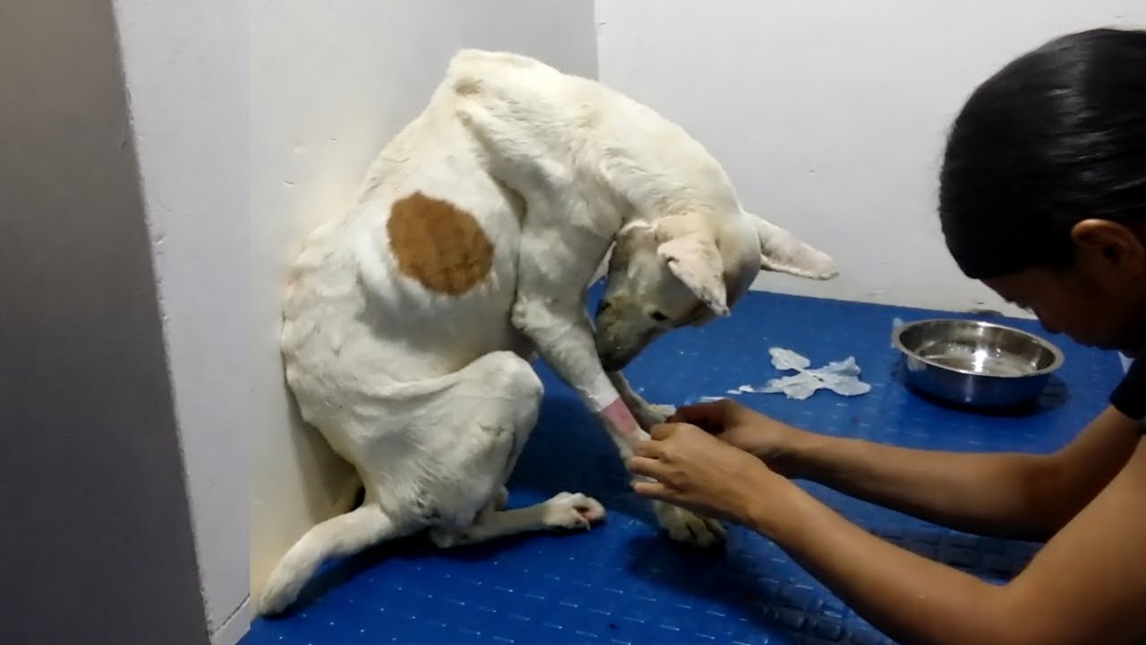 Он не лаял и не кусал, опустил голову и заплакал, впервые почувствовав доброту...