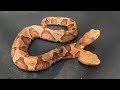 Pronađena otrovna zmija koja ima dvije glave