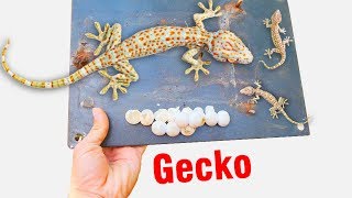 Bắt tổ tắc kè trong công tơ điện, đàn tắc kè trong đồng hồ điện (a gecko family in electrical box)