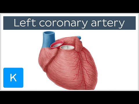 Left coronary artery - Function and Diagram - Human Anatomy | Kenhub