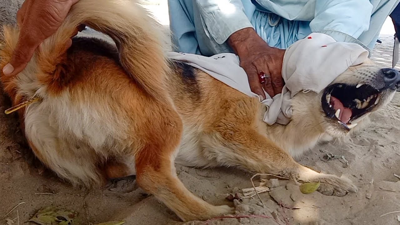 Treatment of Parvovirus in Dogs / Dog Parvo treatment at home पार्वो