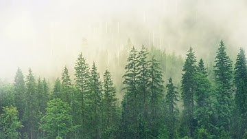 من التلاوات الجميلة للقارئ : وديع اليمني 💗