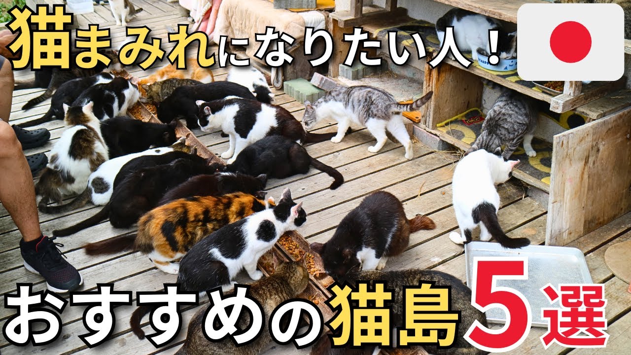 【猫島とあ様専門ページ】 YouTube