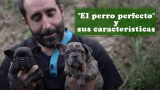 🐕Descubre TODO lo que debes saber sobre el Bulldog Francés*