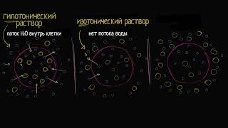 Тоничность. Изотонические и гипертонические растворы (видео 5) | Мембранный транспорт| Биология