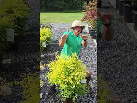 Video: Ligustrum Plants in the Landscape – Tipy pro výsadbu keřů Ligustrum