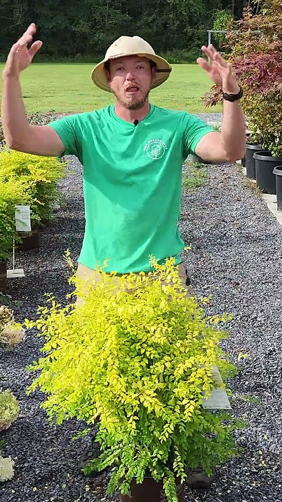 Sunshine Ligustrum! A beautiful evergreen that will give you loads of color!#landscaping #plants