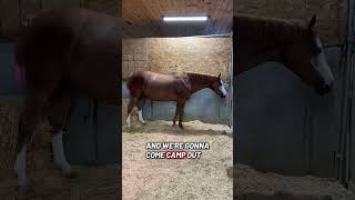 Update on Barbie! Do we think tonight is the night? ⬇️ #barnlife #update #pregnancy