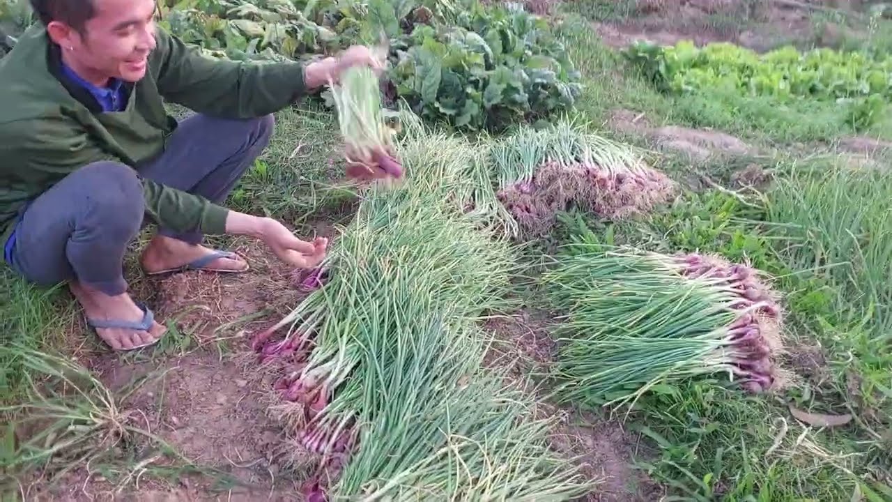 มาเก็บหัวหอมแดงกันจ้า