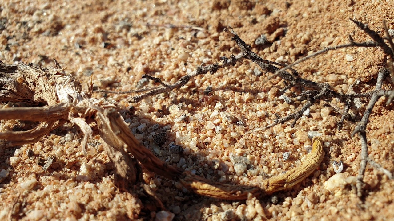 Buckspoor Spider digging a burrow YouTube