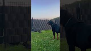 Frenchie Puppy Gets Scared of Rottweiler’s Barking