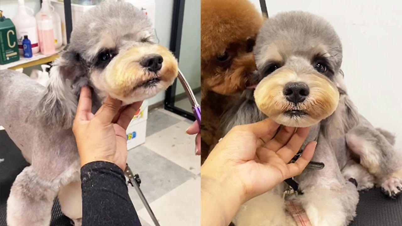 Doggy makeover! "Old Man" Becomes "Handsome Guy"【Puppy Grooming】 - YouTube
