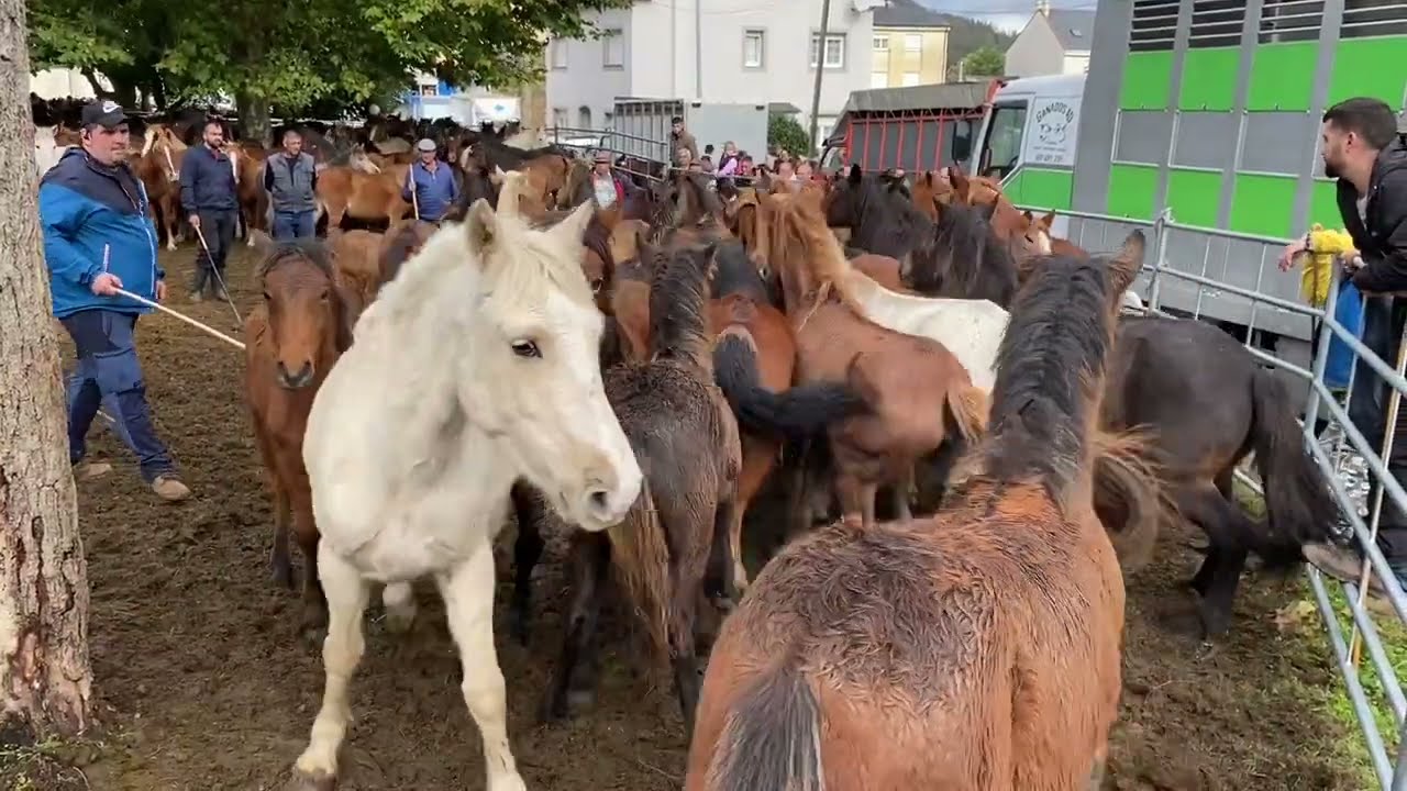 As San Lucas 2023 - Feria de ganado