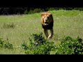 Big male lion shows who's boss