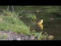 Yellow Wagtail, Motacilla flava, bathing.