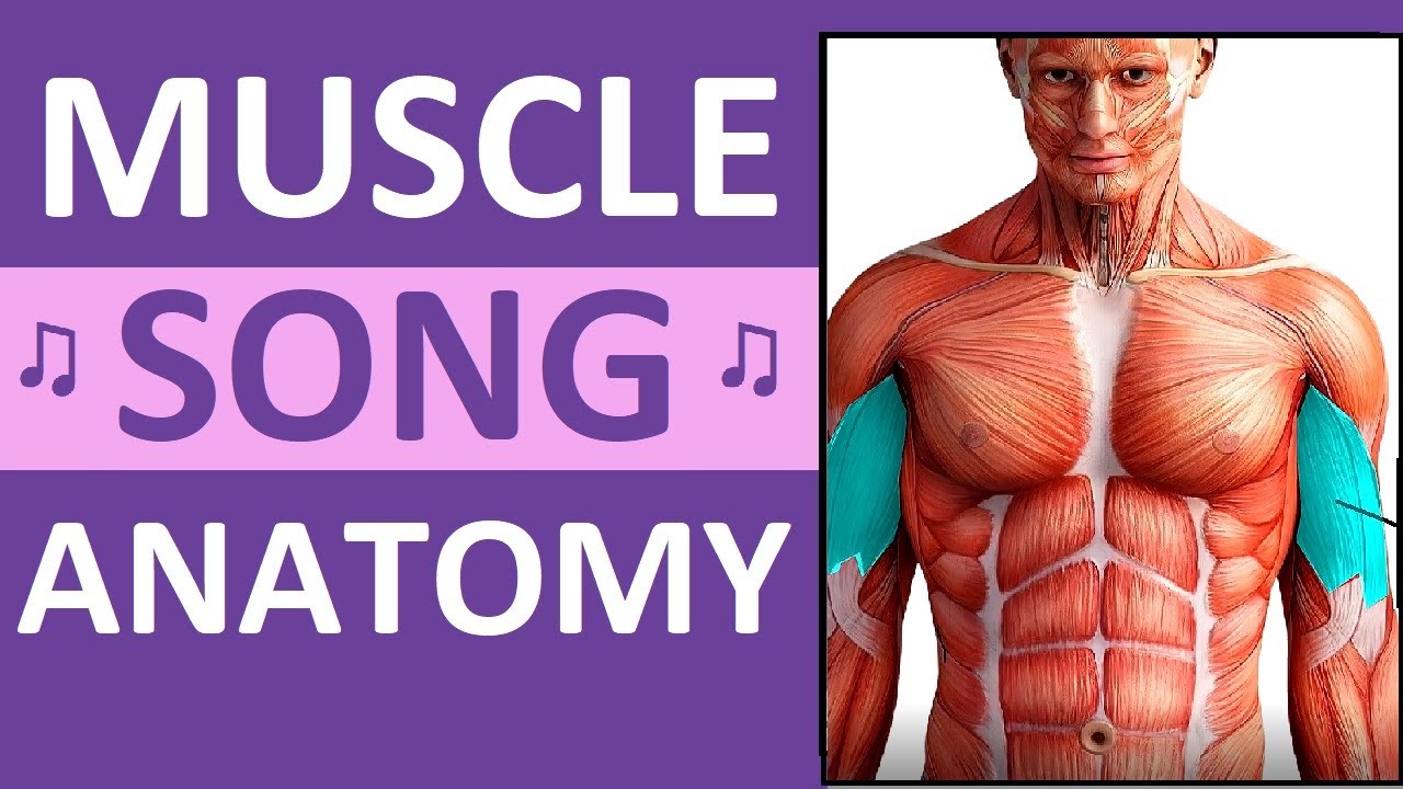 Major Muscle Song Anatomy Mnemonics Location Action Name Of Muscles Youtube