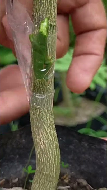 AMAZING CITRUS GRAFTING TECHNIQUE