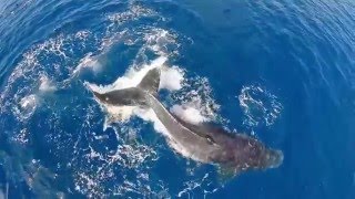 Keith  O Sullivan  -  Whale Dance