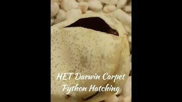 100% Het Darwin Carpet Python Hatching
