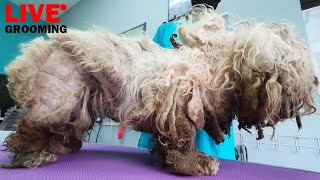 Live Grooming Neglected Dog