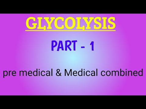 ቪዲዮ: በ glycolysis ውስጥ የሚፈጠረው ፒሩቫት ምን ይሆናል?