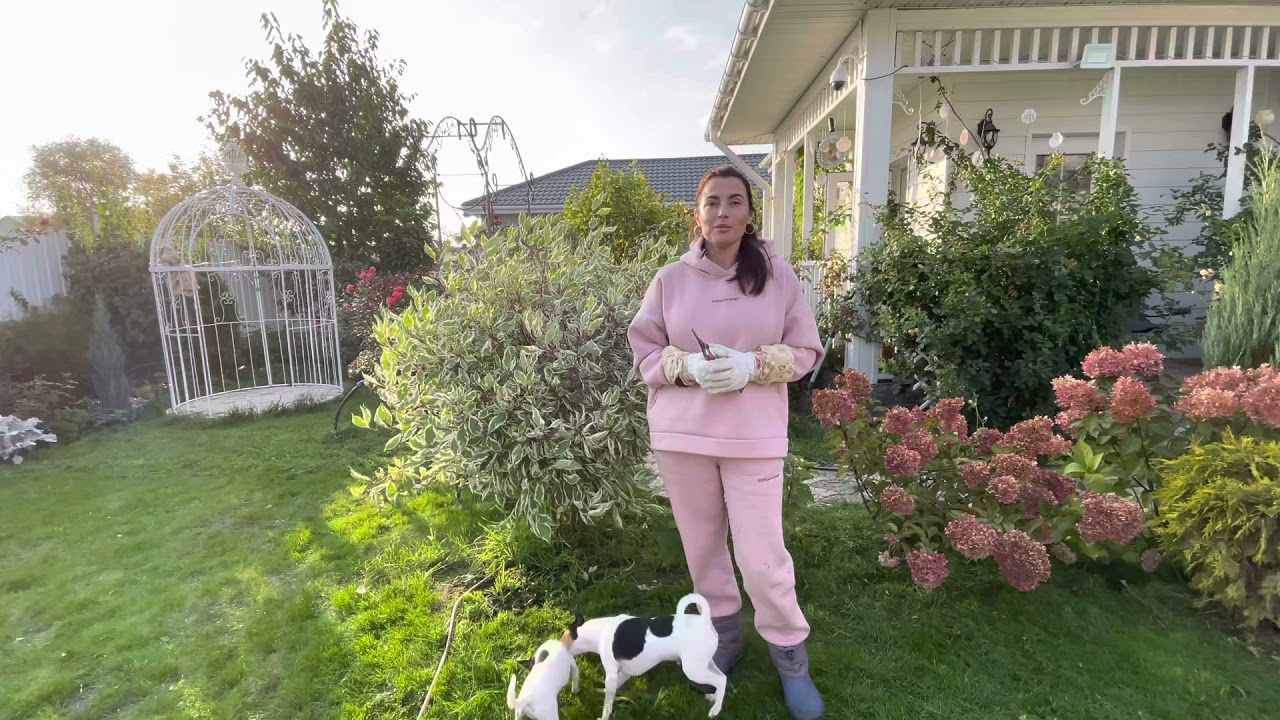 Дёрен белый «Элегантиссима»