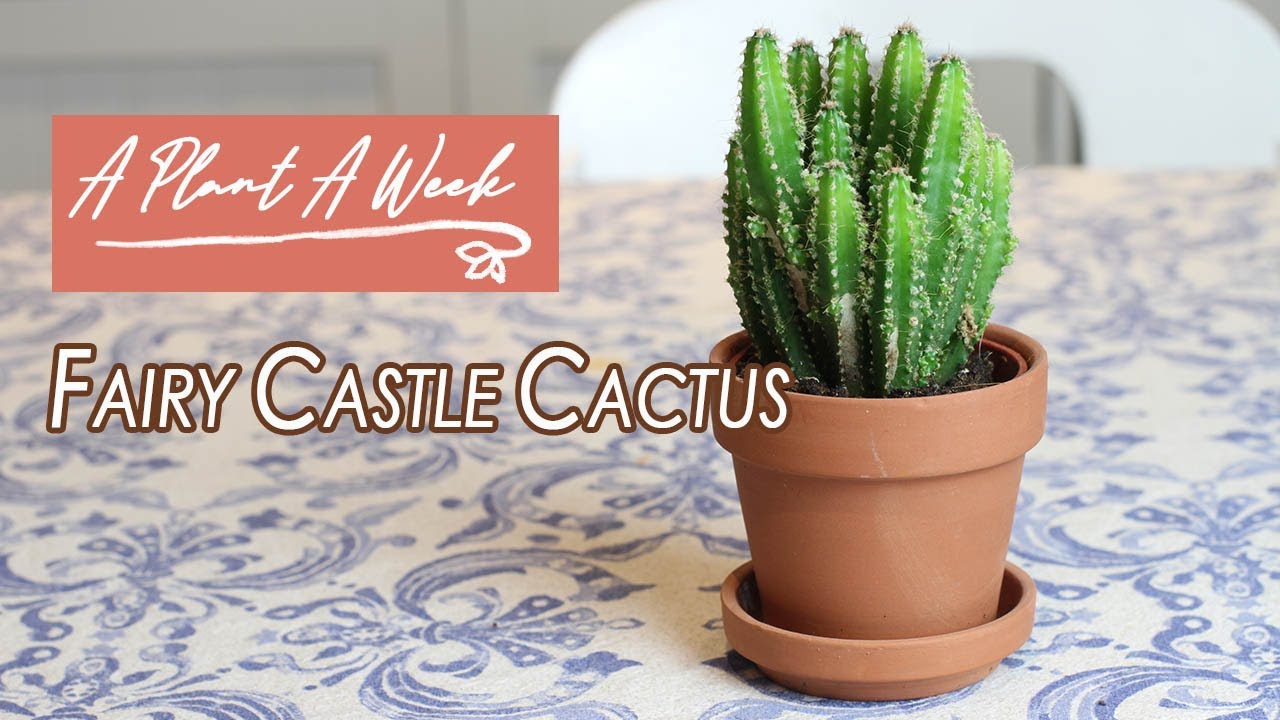 Fairy Castle Cactus Care A Plant A Week YouTube