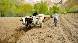 Village Lifestyle of Afghanistan | Vibrant Daily Life