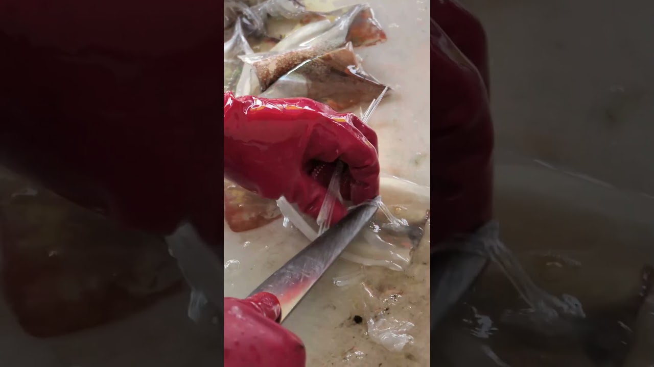실패 없는 속초 오징어난전 자연산 오징어회/ Live Squid Sashimi - Korean Street food #shorts