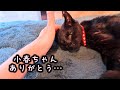 【旅立ち】愛猫小春を応援してくださった皆様ありがとうございました