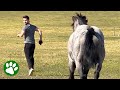 Horse follows owner&#39;s boyfriend everywhere