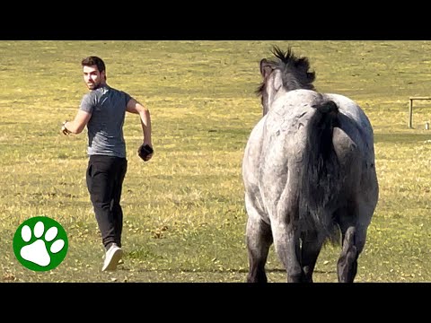 Horse follows owner's boyfriend everywhere