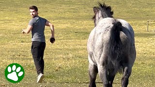Horse Follows Owner's Boyfriend Everywhere