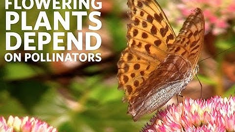 Why Protect Pollinators? | California Academy of Sciences