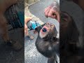 Powerade Monkey Drinking In Slow Motion Shorts 