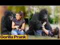 Gorillaa Prank With Girl | Funky Joker